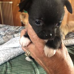 Christine McVie - Black female Chihuahua puppy in Amelia, Virginia from Pannell’s Precious Pups