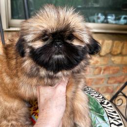 Girl 2 - Red female Shih Tzu puppy in Texas from A Sassy Soul Shih-Tzu