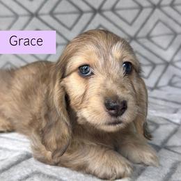Grace - Cream Brindle Dapple Silky Wire - Pet Only - 4500 - Dapple female Dachshund puppy in Pauls Valley, Oklahoma from Simply Happy Dachshunds
