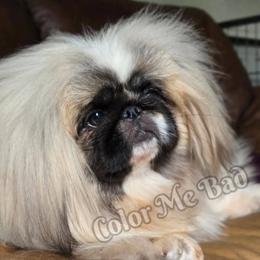 Agatha - Pekingese