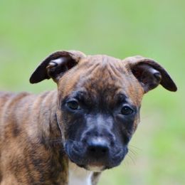 'Bubbles' LBK's Bubble Jeopardy - Red brindle female American Staffordshire Terrier puppy in St. Augustine, Florida from LBK & Ancient City