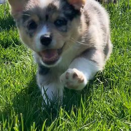 American Corgi and Pembroke Welsh Corgi Puppies from Morse Corgis