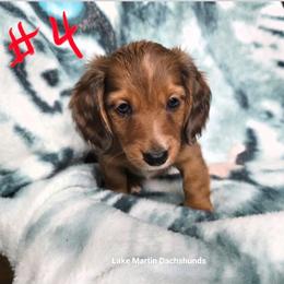 Shaded red dapple boy - Dapple male Dachshund puppy in Jackson's Gap, Alabama from Lake Martin Doxies