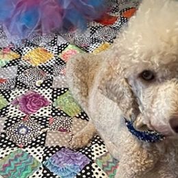 Poodles from Poodle Scherer