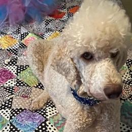 Poodles from Poodle Scherer