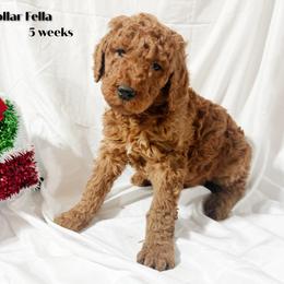 Cream - Red  Poodle puppy in Bolivar, Missouri from J and S Farms