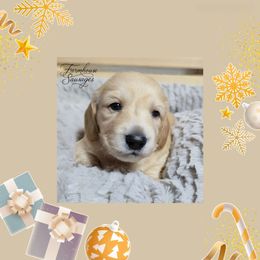 Reserved - Cream female Dachshund puppy in California from Farmhouse Sausages