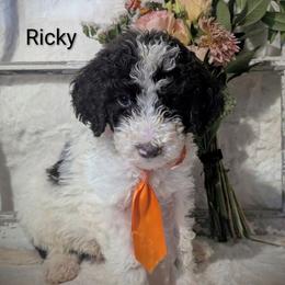 Ricky - Brown and white male Sheepadoodle puppy in Berwick, Pennsylvania from Wright’s Wiggle Butts