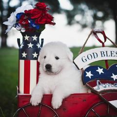 Border Collie, Bordoodle, and Maremma Sheepdog Puppies from 2J 2K Border Collies