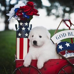 Border Collie, Bordoodle, and Maremma Sheepdog Puppies from 2J 2K Border Collies