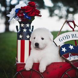 Border Collie, Bordoodle, and Maremma Sheepdog Puppies from 2J 2K Border Collies