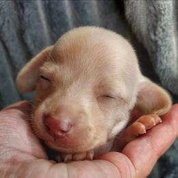 BEAU - Chocolate and cream male Dachshund puppy in Swink, Oklahoma from Palali Farm