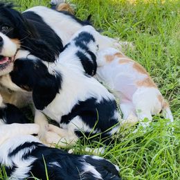 Flora - Cavalier King Charles Spaniel