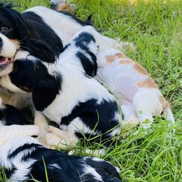 Flora - Cavalier King Charles Spaniel