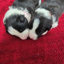 Nessie - Black and white female Border Collie puppy in Live Oak, Florida from K&R RANCH KENNELS