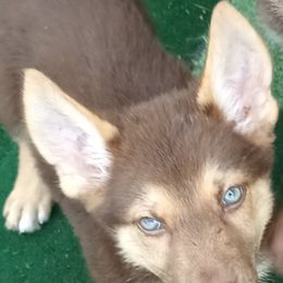 German Shepherd and McNab Puppies from North Star Shepherds
