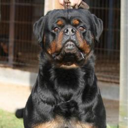 Madelyn - Rottweiler