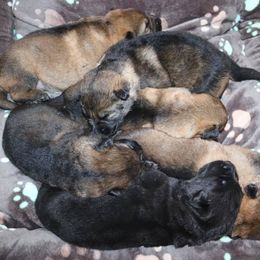 German Shepherd Puppies from Smoky Hill Shepherds