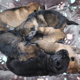 German Shepherd Puppies from Smoky Hill Shepherds