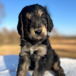 Barney - Phantom male Bernedoodle puppy in Osage City, Kansas from Golden Ridge Goldens