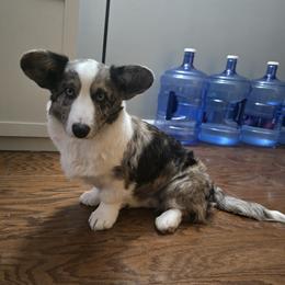 Cardigan Welsh Corgi puppies from Nukee Beagles and Corgis