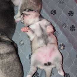 Pup 5 - Black and white female Pomsky puppy in Hurleyville, New York from My Crazy Pomskys