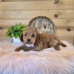 Meet Willow :) - Red female Cavapoo puppy in Centerville, Iowa from Barnyard Dachshunds, Dals & Doodles
