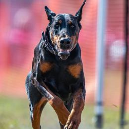 Doberman Pinschers from Key To My Heart Dobermans