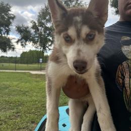 Aries - Sable and white female Siberian Husky puppy in Lakeland, Florida from Ice Blue Legacy Siberians Huskies