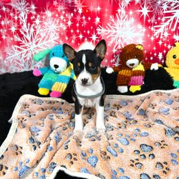 Basenji Puppies from Basenji Puppies
