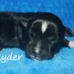 Ryder - Black tri male Miniature American Shepherd puppy in Godley, Texas from Flying H Toy and Mini Aussies