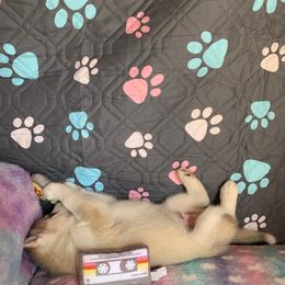 Siberian Husky Puppies from Canace Siberians