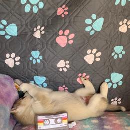 Siberian Husky Puppies from Canace Siberians