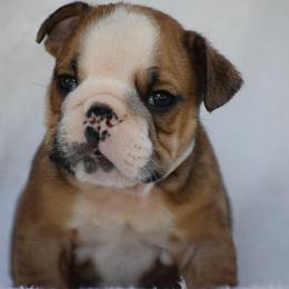 Harlan - Red and white male Bulldog puppy in Bradleyville, Missouri from HurstBulldogs