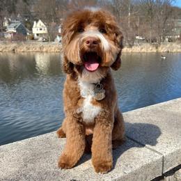 Story - Australian Labradoodle
