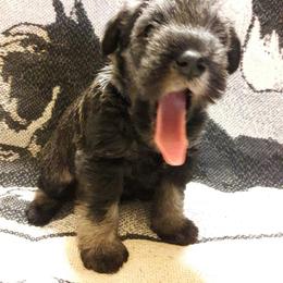 Miniature Schnauzer Puppies from Starbound Miniture Schnauzer's
