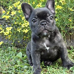 Storm - Brindle female French Bulldog puppy in Springfield, Missouri from #1 Frenchies aka Nokie's Bullies