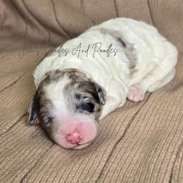 Girl 1 - Blue merle and white female Sheepadoodle puppy in Cleveland, Georgia from Jam's Doodles And Poodles