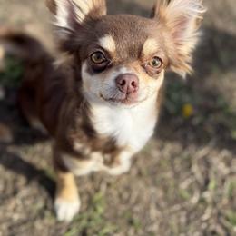 Pipit - Chihuahua