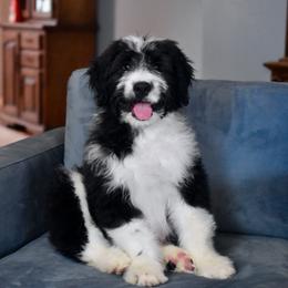 Michael - Black and white male Aussiedoodle puppy in Peyton, Colorado from Colorful Colorado Aussiedoodles
