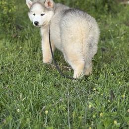 Pomsky and Siberian Husky Puppies from A-Dream Pomsky Kennel