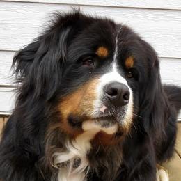 Bernese Mountain Dog puppies from Butter Cup Pups and Paws