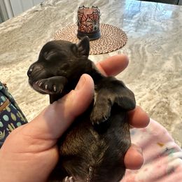 Johnie - Chocolate male Havanese puppy in Hawthorne, Florida from Havanese Acres