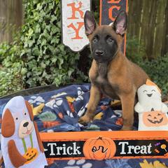Rocky - Mahogany male Belgian Malinois puppy in Conover, North Carolina from Rose Kennels