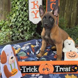 Rocky - Mahogany male Belgian Malinois puppy in Conover, North Carolina from Rose Kennels