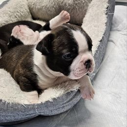 Boston Terrier and Doberman Pinscher Puppies from Diamonds In The Ruff Boston Terriers & Dobermans