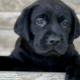 Labrador Retrievers from Centerpoint Retrievers