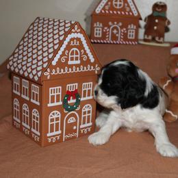 Boq - Black and white male Cocker Spaniel puppy in Hickory, North Carolina from Home Grown Cocker Spaniels