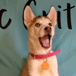 Acacia - Gray and white Siberian Husky puppy in Saint Louis, Missouri from The Cosmic Critters