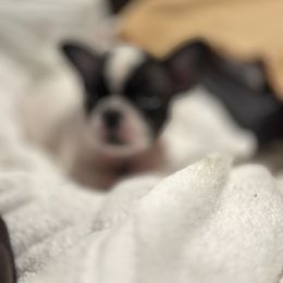 French Bulldog and Labrador Retriever Puppies from Desiree Ortiz's French Bull Dogs and Labrador Retrievers